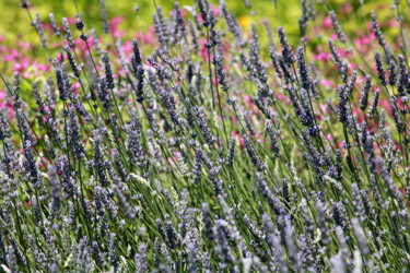 Photographie intitulée "blooming lavender w…" par Mrivserg, Œuvre d'art originale, Photographie numérique