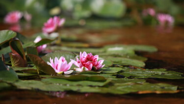 摄影 标题为“blooming lotus, bea…” 由Mrivserg, 原创艺术品, 数码摄影
