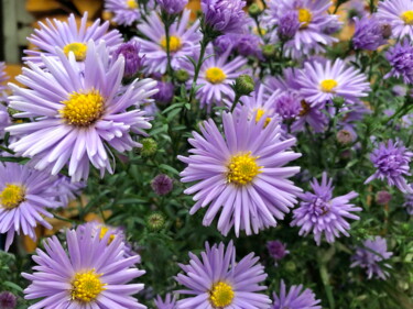 Photography titled "asters autumn beaut…" by Mrivserg, Original Artwork, Digital Photography
