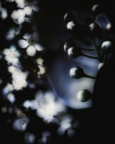 "Floral Deep" başlıklı Fotoğraf Mrn tarafından, Orijinal sanat, Fotoşoplu fotoğrafçılık