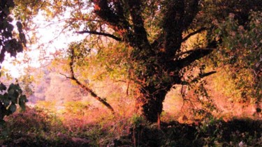 Photography titled "Arbre du Manio" by Michel Robitaille, Original Artwork