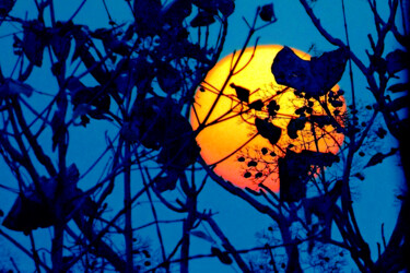 Photography titled "FOREST  AND SKY" by Muktinava Barua Chowdhury, Original Artwork