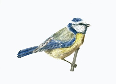 Malerei mit dem Titel "Mésange bleue" von Muriel Barrat, Original-Kunstwerk, Aquarell