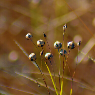 Photography titled "Bouquet de lin" by Muriel Cayet, Original Artwork