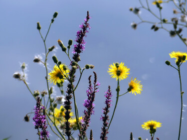 Photographie intitulée "Fleurs d'étang IV" par Muriel Cayet, Œuvre d'art originale