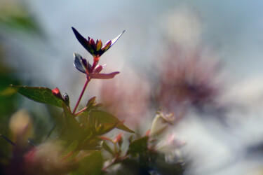 Photographie intitulée "Fleurs de jardin IV" par Muriel Cayet, Œuvre d'art originale