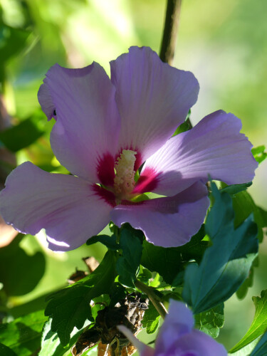 Photographie intitulée "Fleurs de jardin VI" par Muriel Cayet, Œuvre d'art originale