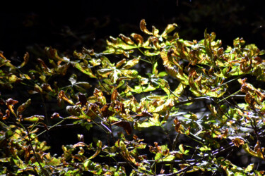 Photographie intitulée "Vert de la Prée II" par Muriel Cayet, Œuvre d'art originale