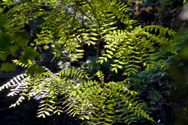 Photographie intitulée "Vert de la Prée III" par Muriel Cayet, Œuvre d'art originale