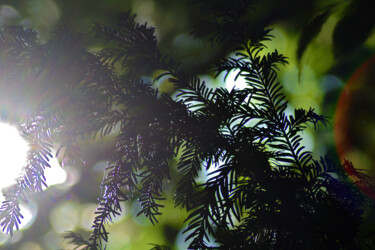 Photographie intitulée "Vert de la Prée VIII" par Muriel Cayet, Œuvre d'art originale