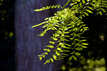 Fotografia intitolato "Vert de la Prée V" da Muriel Cayet, Opera d'arte originale