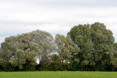 Fotografia intitolato "Vert de Montlouis I" da Muriel Cayet, Opera d'arte originale