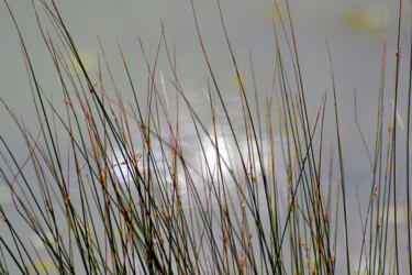 Photographie intitulée "Vert de Montlouis I…" par Muriel Cayet, Œuvre d'art originale