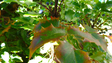 Fotografia intitulada "Jardin solaire" por Muriel Cayet, Obras de arte originais