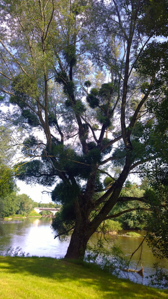 Fotografia intitolato "Arbre en majesté" da Muriel Cayet, Opera d'arte originale