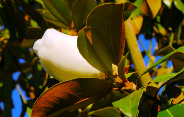 Photographie intitulée "Fleur de magnolia -…" par Muriel Cayet, Œuvre d'art originale
