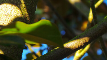 Photographie intitulée "Equilibre naturel" par Muriel Cayet, Œuvre d'art originale