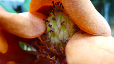 Photographie intitulée "Quand la fleur de m…" par Muriel Cayet, Œuvre d'art originale