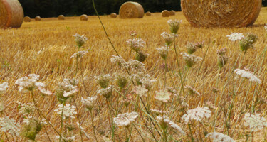 Photography titled "Fleurs de chaume" by Muriel Cayet, Original Artwork