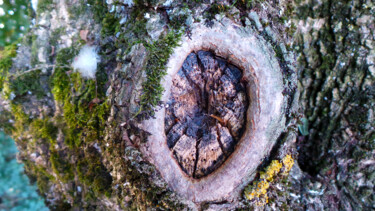 Photographie intitulée "L'oeil de l'arbre" par Muriel Cayet, Œuvre d'art originale