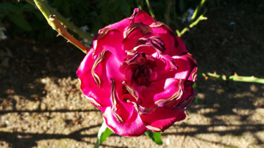 Photographie intitulée "Rose en âge" par Muriel Cayet, Œuvre d'art originale