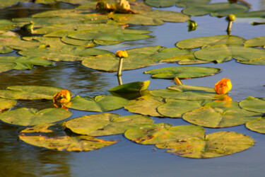 Photography titled "La mare aux nénupha…" by Muriel Cayet, Original Artwork