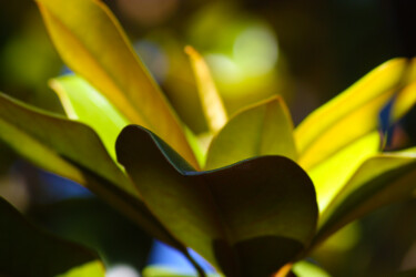 Photographie intitulée "Vert bouquet" par Muriel Cayet, Œuvre d'art originale