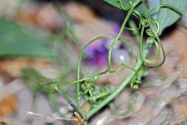 Photography titled "Broderie végétale" by Muriel Cayet, Original Artwork