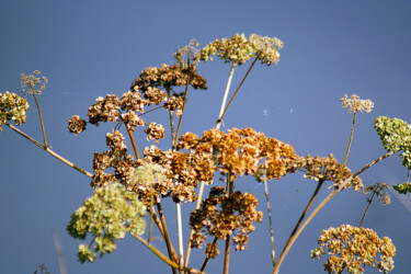 Photography titled "Bord de lac -3" by Muriel Cayet, Original Artwork