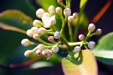 Photography titled "Perles de culture" by Muriel Cayet, Original Artwork