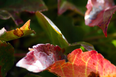 Photographie intitulée "Octobre- IV" par Muriel Cayet, Œuvre d'art originale