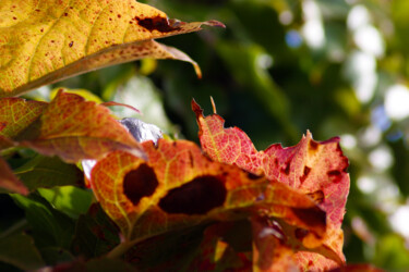 Photographie intitulée "Octobre - V" par Muriel Cayet, Œuvre d'art originale