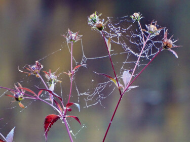 「Branches」というタイトルの写真撮影 Muriel Cayetによって, オリジナルのアートワーク