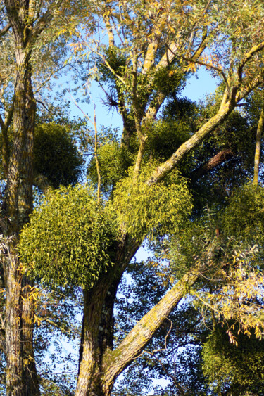 Photographie intitulée "L'arbre à voeux" par Muriel Cayet, Œuvre d'art originale