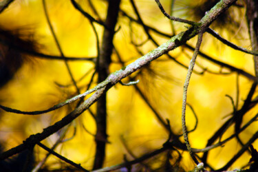 Photographie intitulée "Ce qui se cache sou…" par Muriel Cayet, Œuvre d'art originale