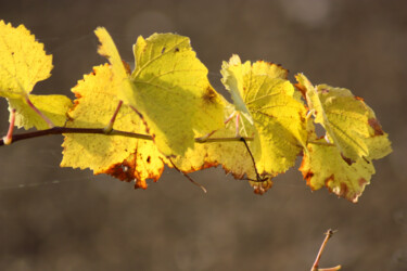 Photography titled "Vigne jaune - II" by Muriel Cayet, Original Artwork