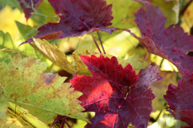 Photographie intitulée "Vigne verte et rouge" par Muriel Cayet, Œuvre d'art originale