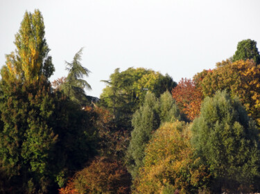 Fotografía titulada "Automne en bosquet" por Muriel Cayet, Obra de arte original