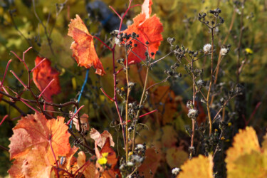 Photographie intitulée "Paysage de vigne -…" par Muriel Cayet, Œuvre d'art originale