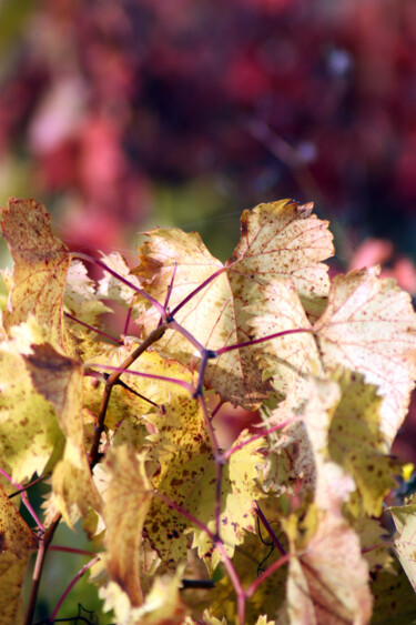 Photographie intitulée "L'automne en feuill…" par Muriel Cayet, Œuvre d'art originale