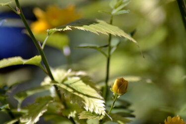 Fotografía titulada "Abri de printemps" por Muriel Cayet, Obra de arte original