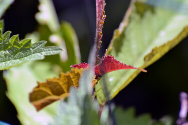 Photography titled "Couleurs de printem…" by Muriel Cayet, Original Artwork