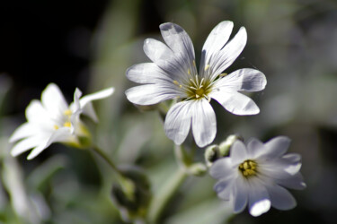 Photography titled "Fleurs de printemps…" by Muriel Cayet, Original Artwork