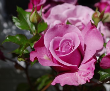 Photographie intitulée "rose" par Muriel Besson-Braem, Œuvre d'art originale