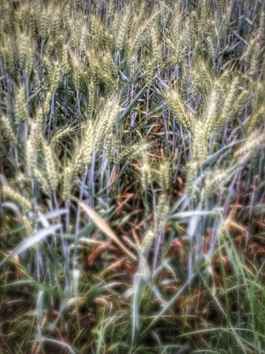 Photographie intitulée "le bleu du blé" par Murielle Viret, Œuvre d'art originale