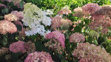 Photographie intitulée "Fleur blanche" par Mya, Œuvre d'art originale, Photographie numérique