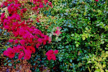 Photographie intitulée "Des roses" par Mya, Œuvre d'art originale, Photographie numérique