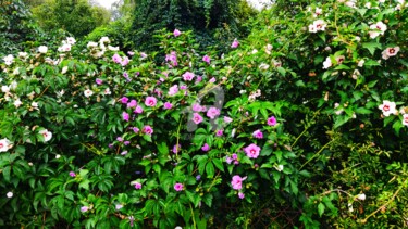 Photographie intitulée "Le Jardin" par Mya, Œuvre d'art originale, Photographie numérique