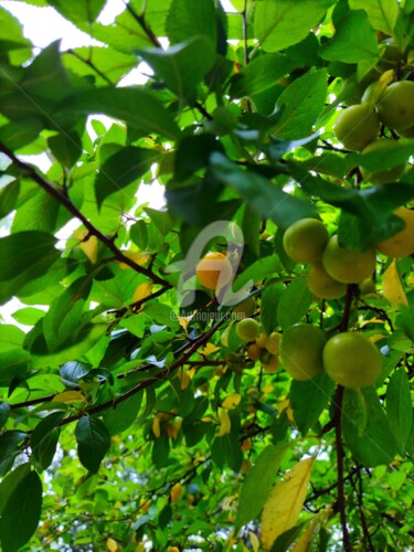 Photographie intitulée "Le jardin fruitier" par Mya, Œuvre d'art originale, Photographie numérique