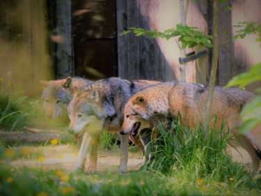 Photographie intitulée "Les loups" par Myriam Gylon, Œuvre d'art originale
